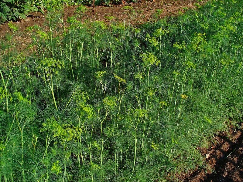 Aneth (Anethum graveolens) — huile essentielle