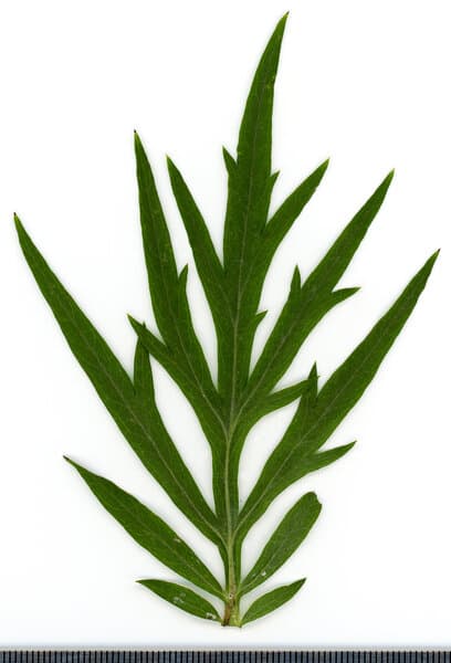 Armoise (Artemisia vulgaris) — huile essentielle