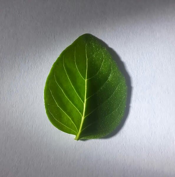 Basilic doux à linalol