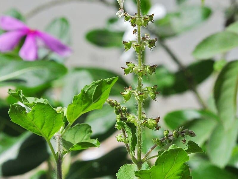 Basilic sacré (Tulsi)
