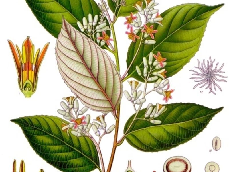 Benjoin (Styrax tonkinensis) — huile essentielle