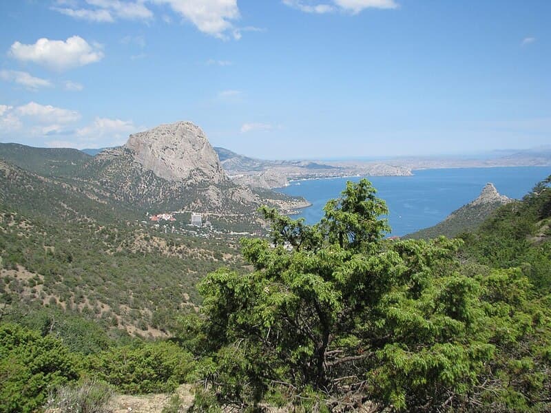 Cade (Genévrier cade) (Juniperus oxycedrus) — huile essentielle