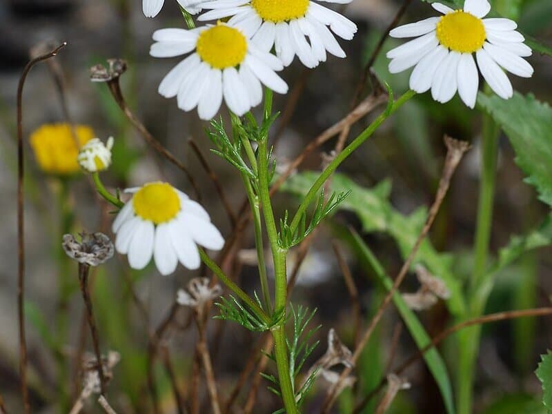 Camomille allemande (matricaire)