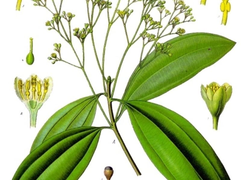 Cannelle de Chine (Cassia)