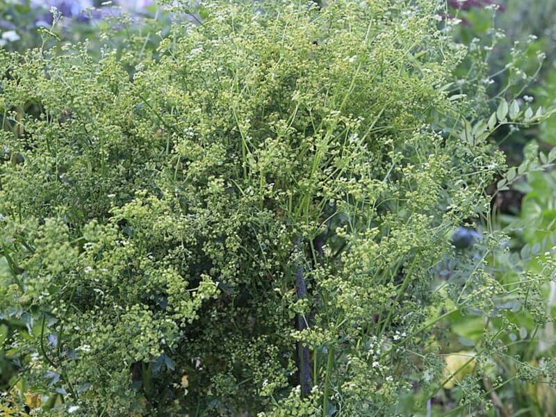 Céleri (Apium graveolens) — huile essentielle