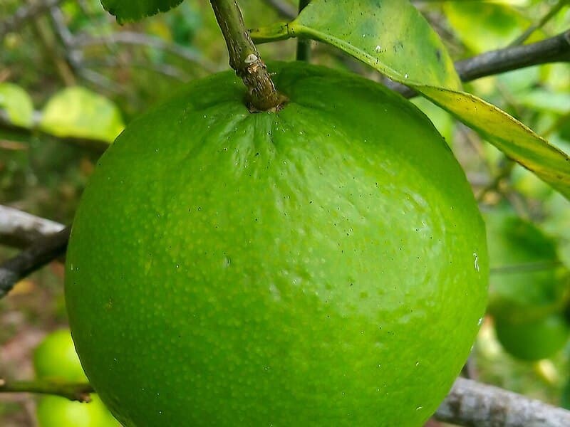 Citron vert (Lime)