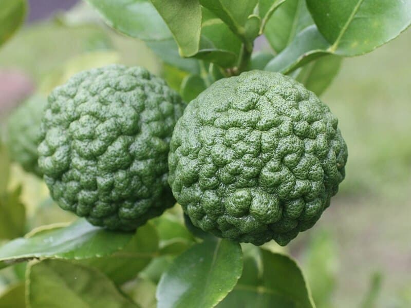 Combava (petit grain) (Citrus hystrix) — huile essentielle