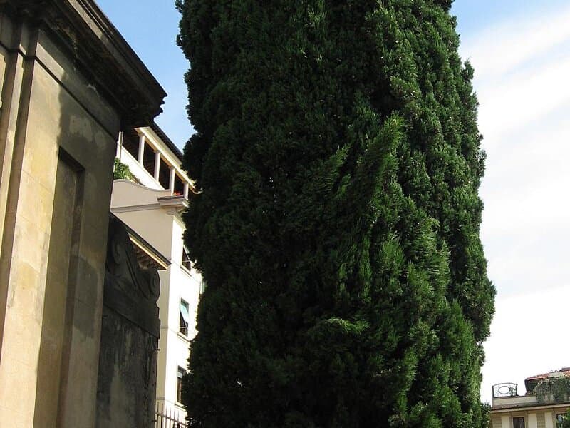 Cyprès toujours vert