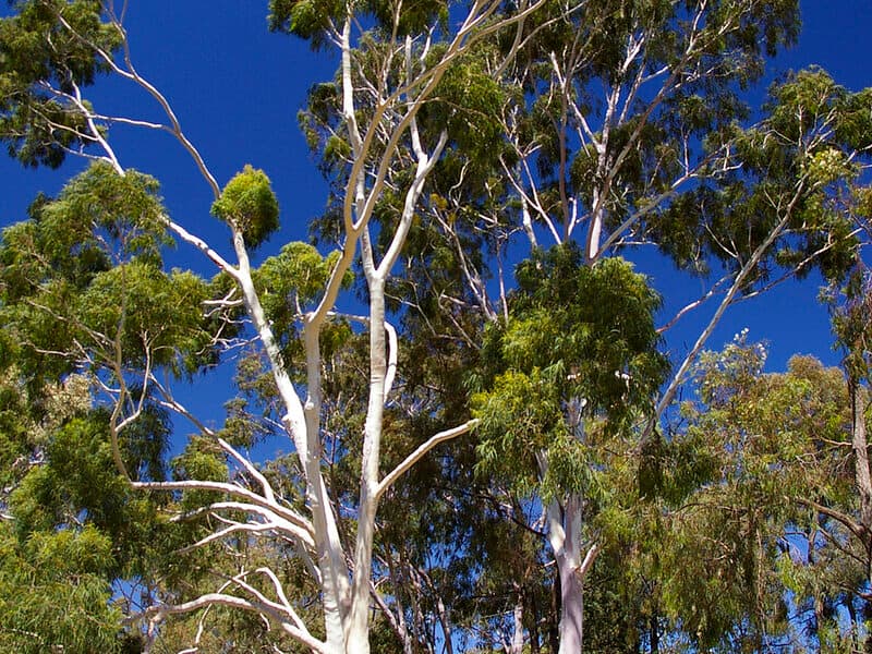 Eucalyptus citronné