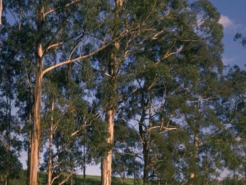 Eucalyptus globuleux