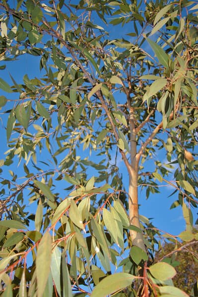 Eucalyptus mentholé