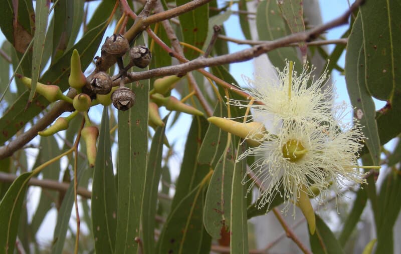 Eucalyptus staigeriana