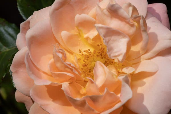 Hélichryse italienne