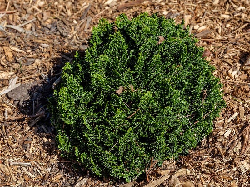 Hinoki (Chamaecyparis obtusa) — huile essentielle
