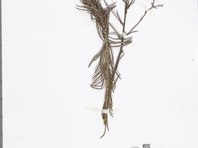 Hélichryse de Madagascar