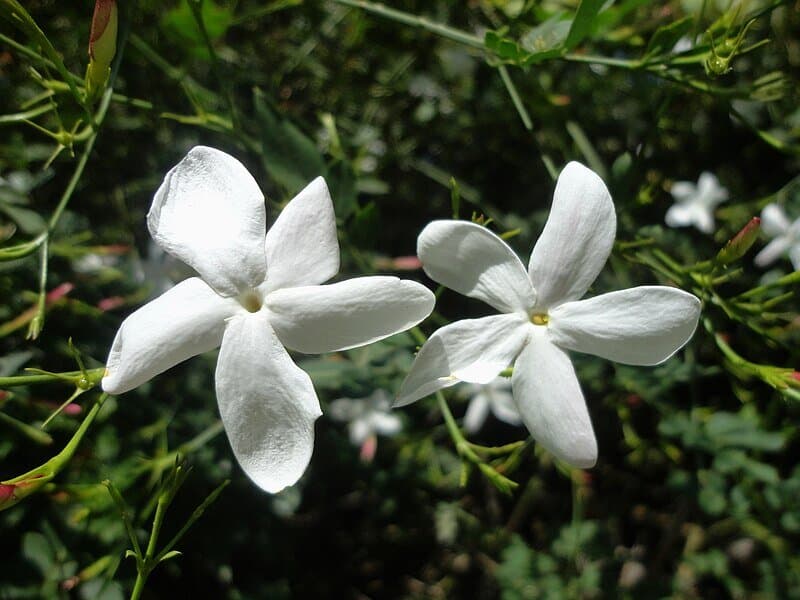 Jasmin (absolue)