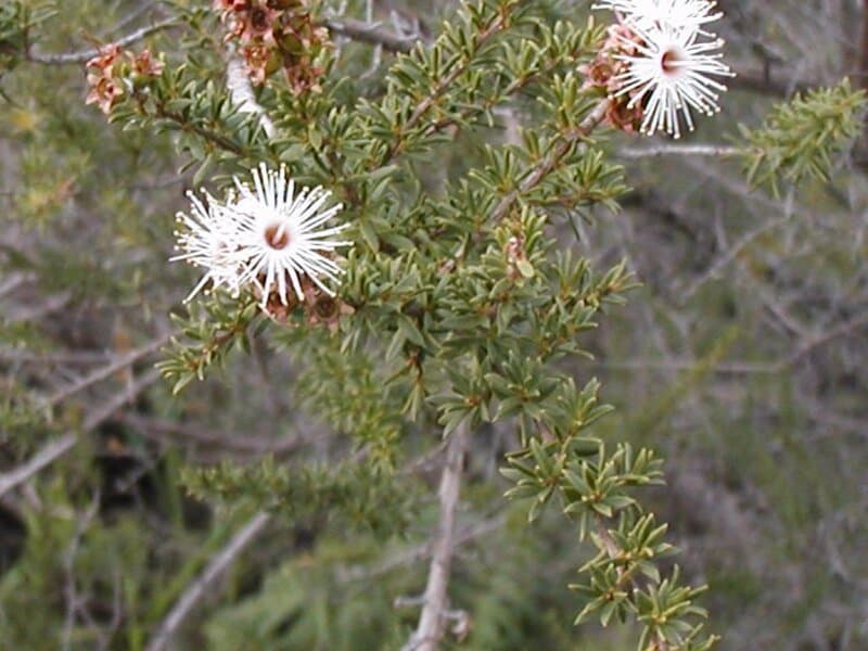 Kunzea