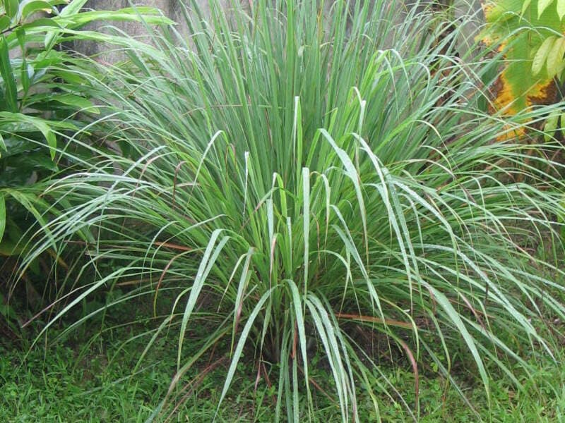 Lemongrass