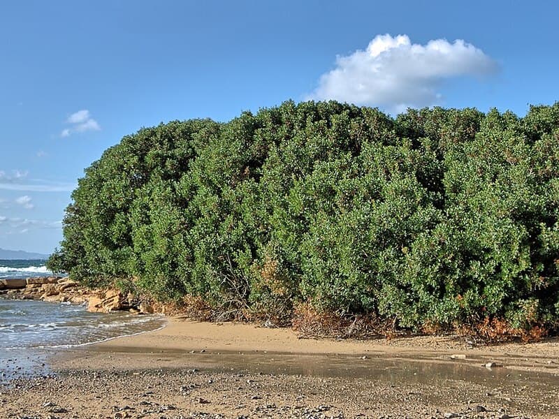 Lentisque pistachier