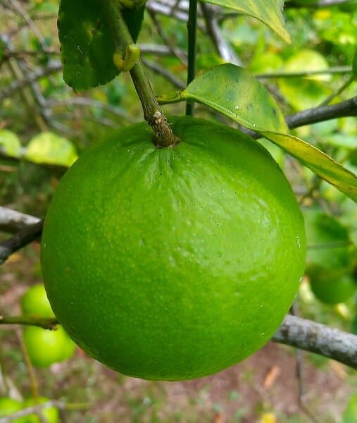 Lime distillee (Citron vert distille)