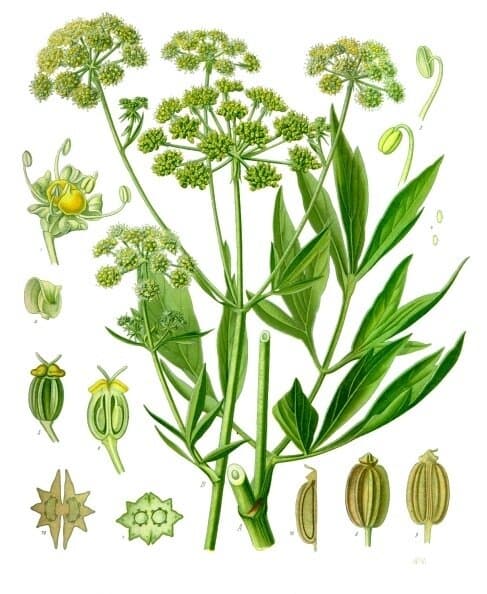 Livèche (Levisticum officinale) — huile essentielle