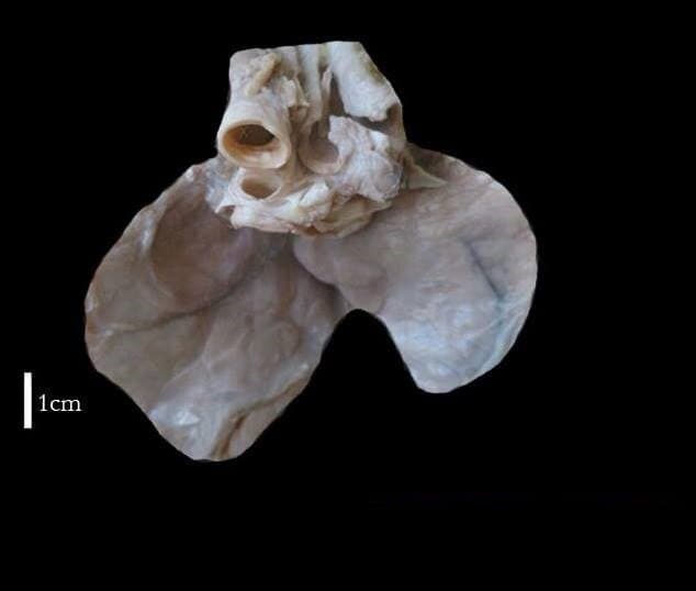 Marjolaine d'Espagne (Thym mastichina)