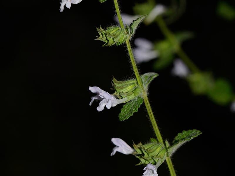 Mélisse officinale