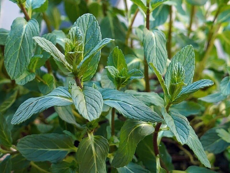 Menthe verte