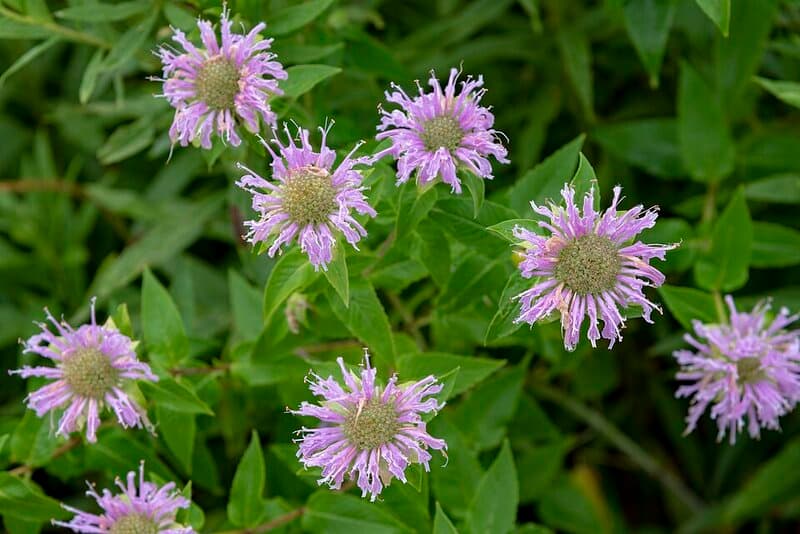 Monarde (Monarda fistulosa) — huile essentielle