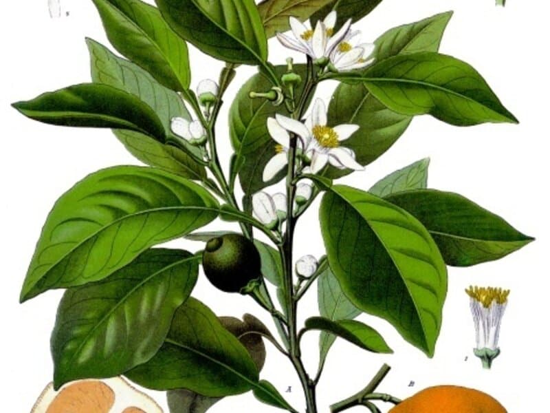 Néroli (Citrus aurantium (fleurs)) — huile essentielle