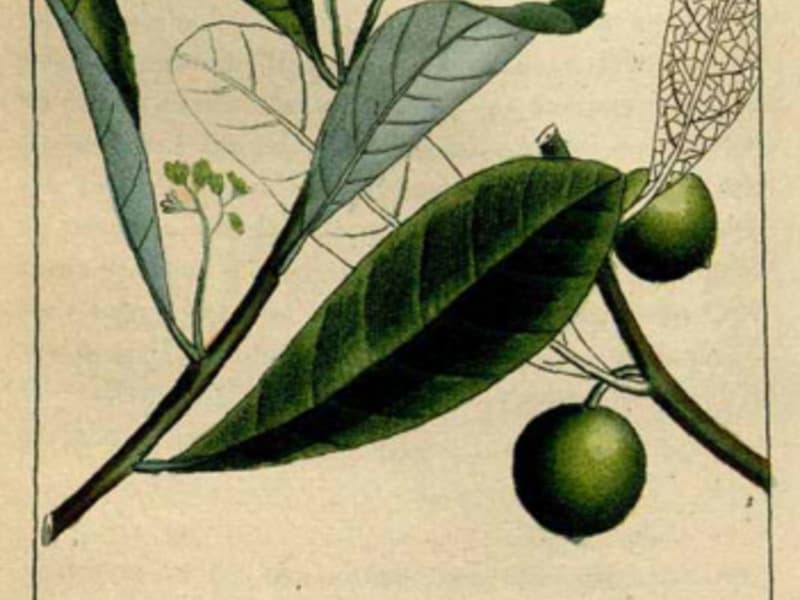 Ravensare aromatique