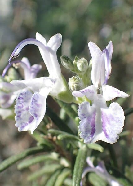 Romarin à verbénone