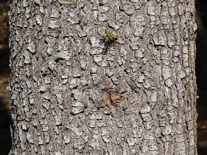 Sapin blanc (pectiné)