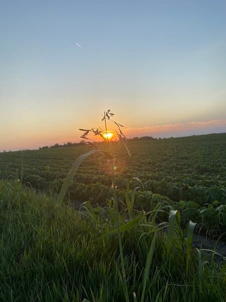 Thym à saturéoïdes