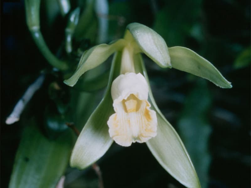Vanille (oléorésine) (Vanilla planifolia) — huile essentielle
