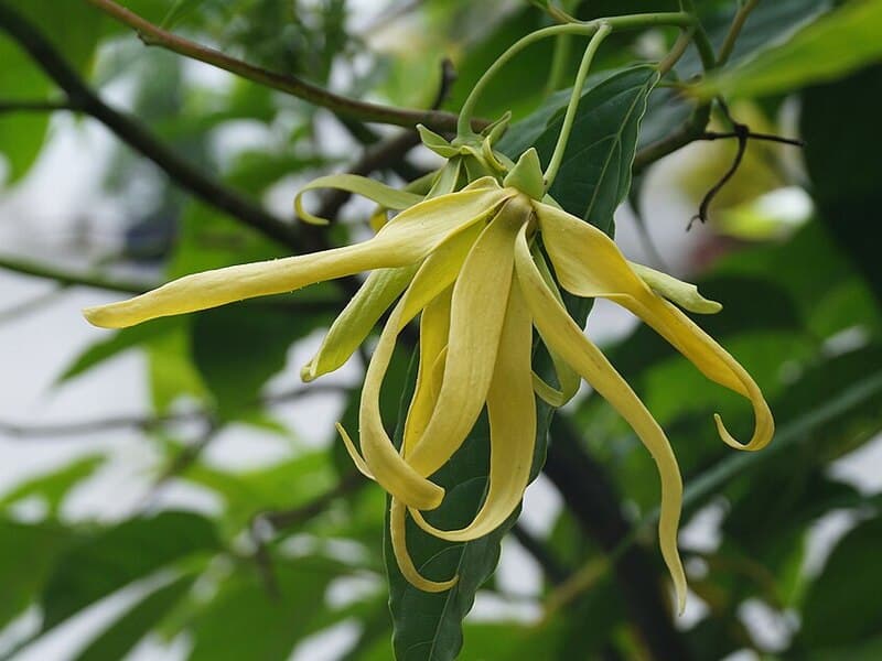 Ylang-ylang complète